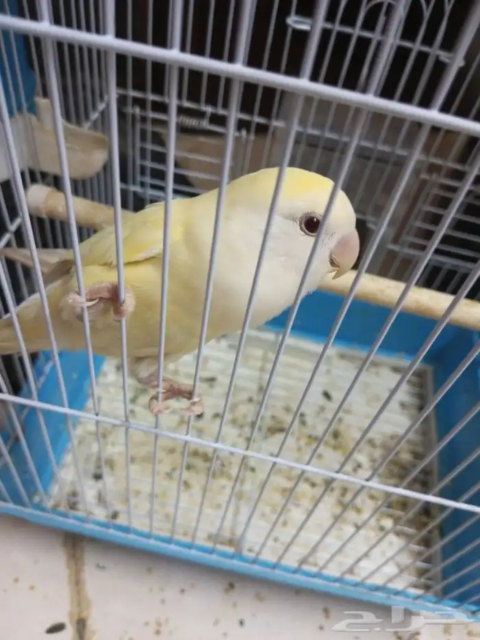 طير الروز للبيع 1