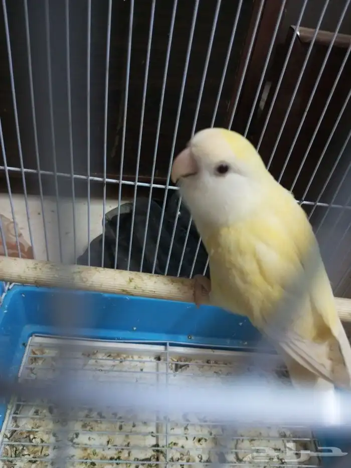 طير الروز للبيع 4