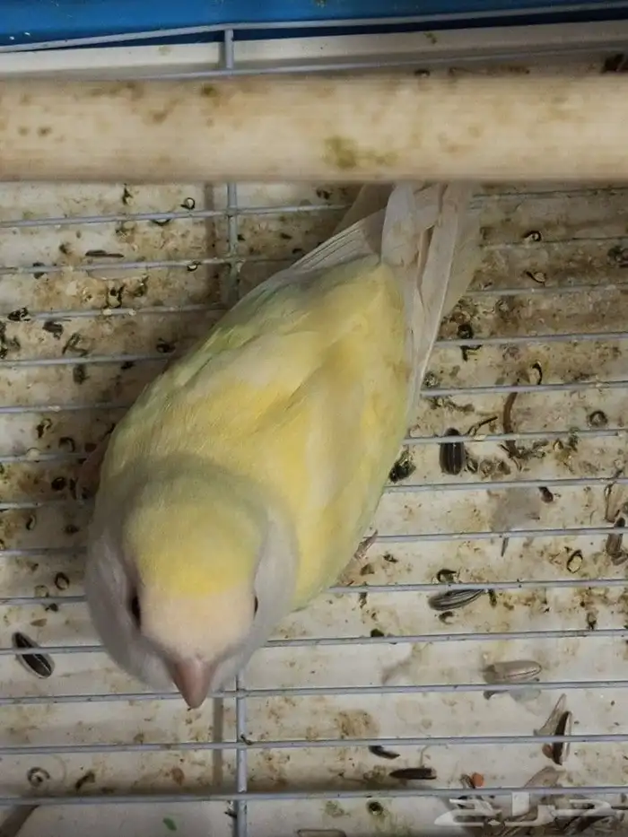 طير الروز للبيع 5