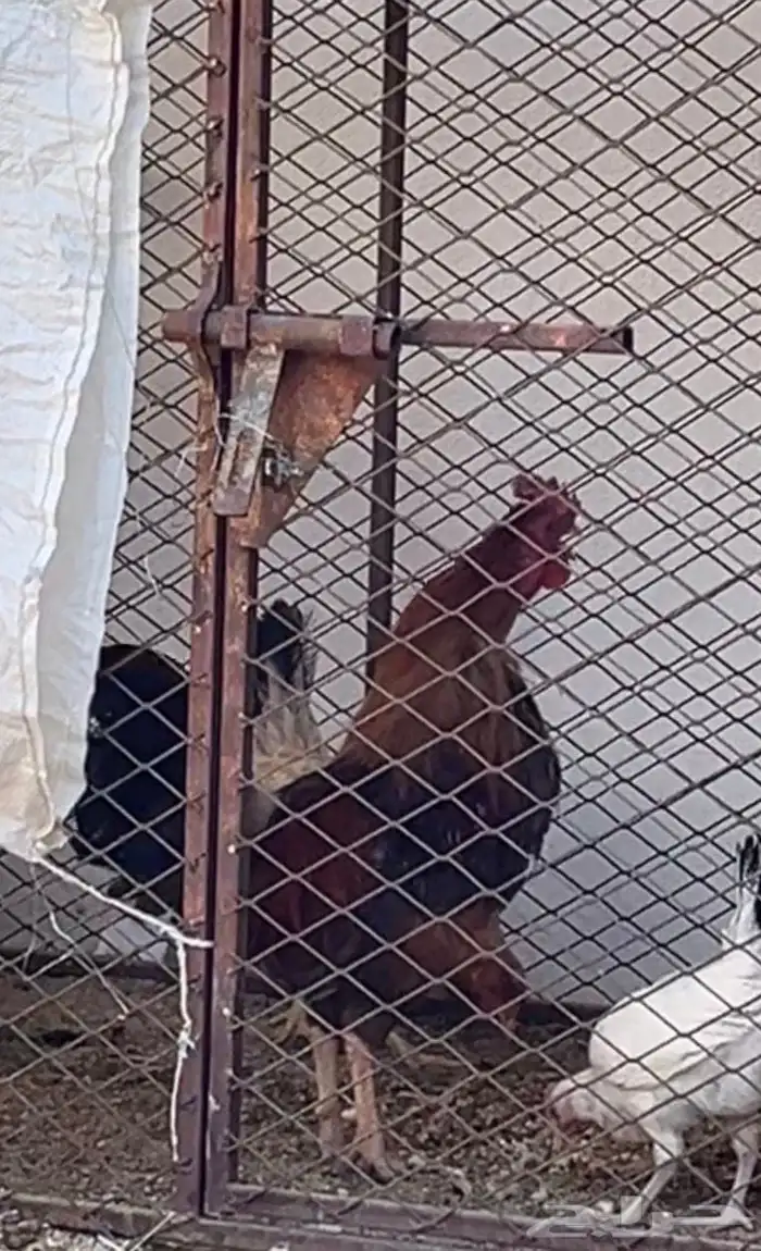 ديك بلدي شرط اذان وضراب 0