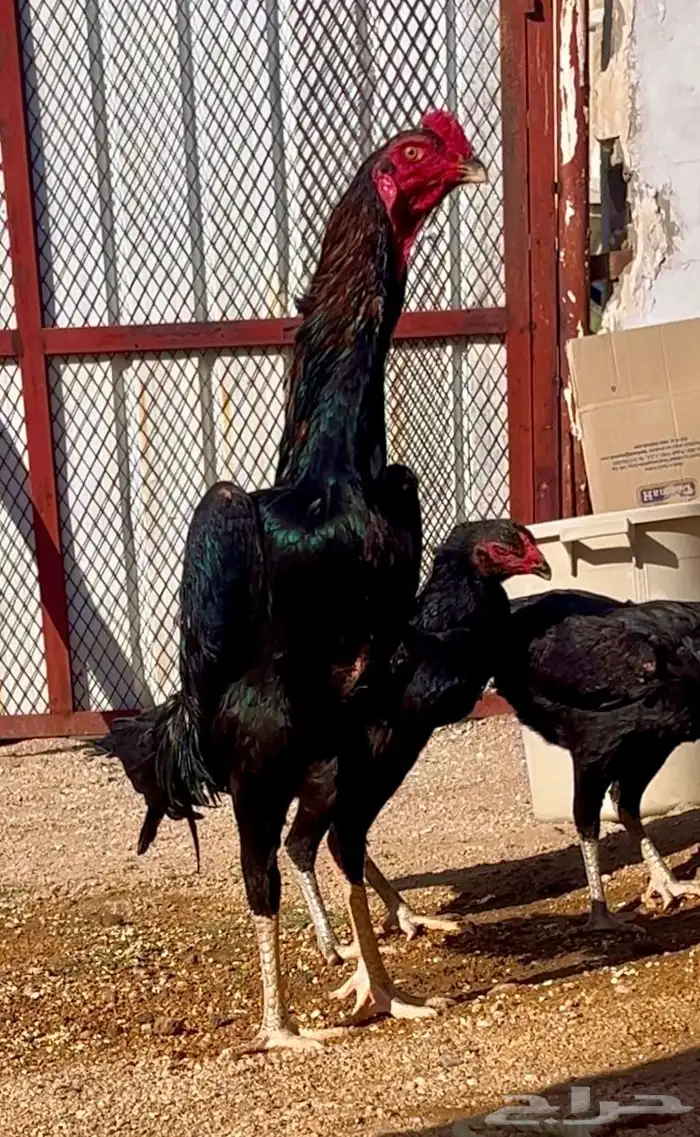 فروخ شامو ألماني هزاز 1