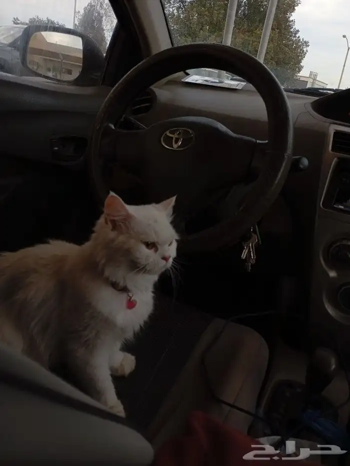 قطوه شيرازي معقمه للتبني 5