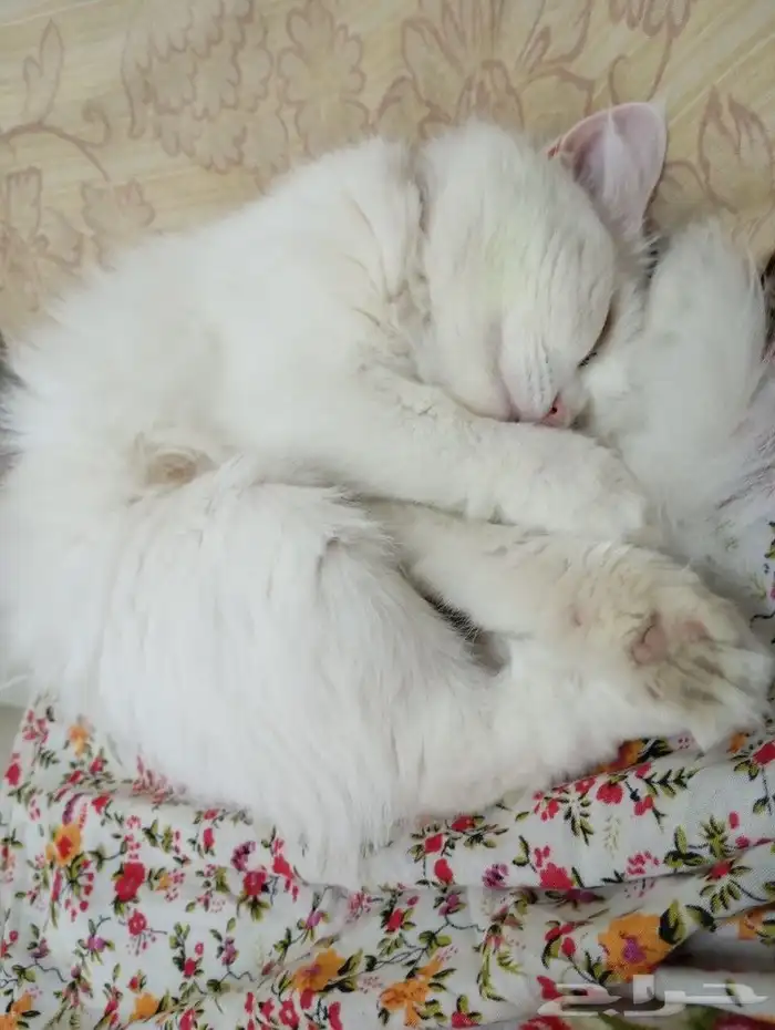 قطوه شيرازي معقمه للتبني 4