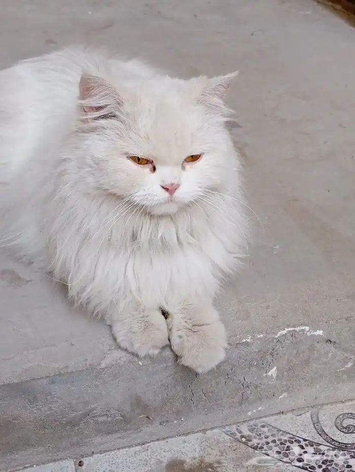 قطوه شيرازي معقمه للتبني 0