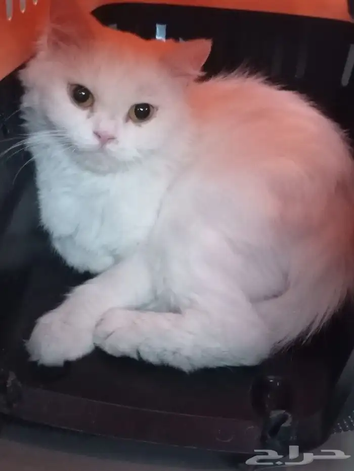 قطوه شيرازي معقمه للتبني 2