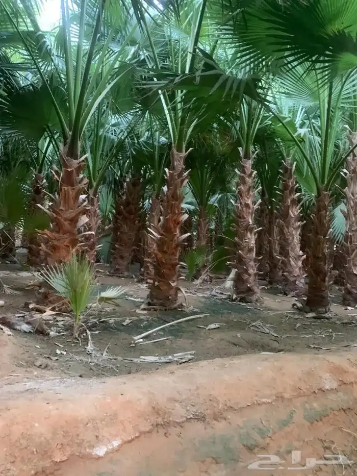 نخل مثمر للبيع نخيل صقعي مجدول اخلاص سكري نخل واشنطني زينه 3