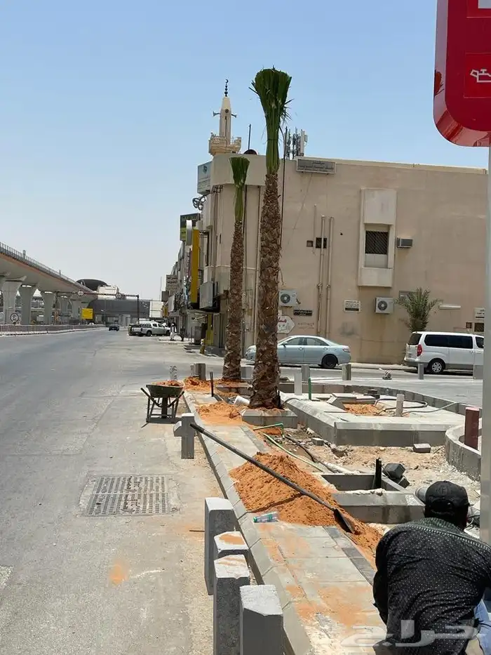 نخل مثمر للبيع نخيل صقعي مجدول اخلاص سكري نخل واشنطني زينه 5