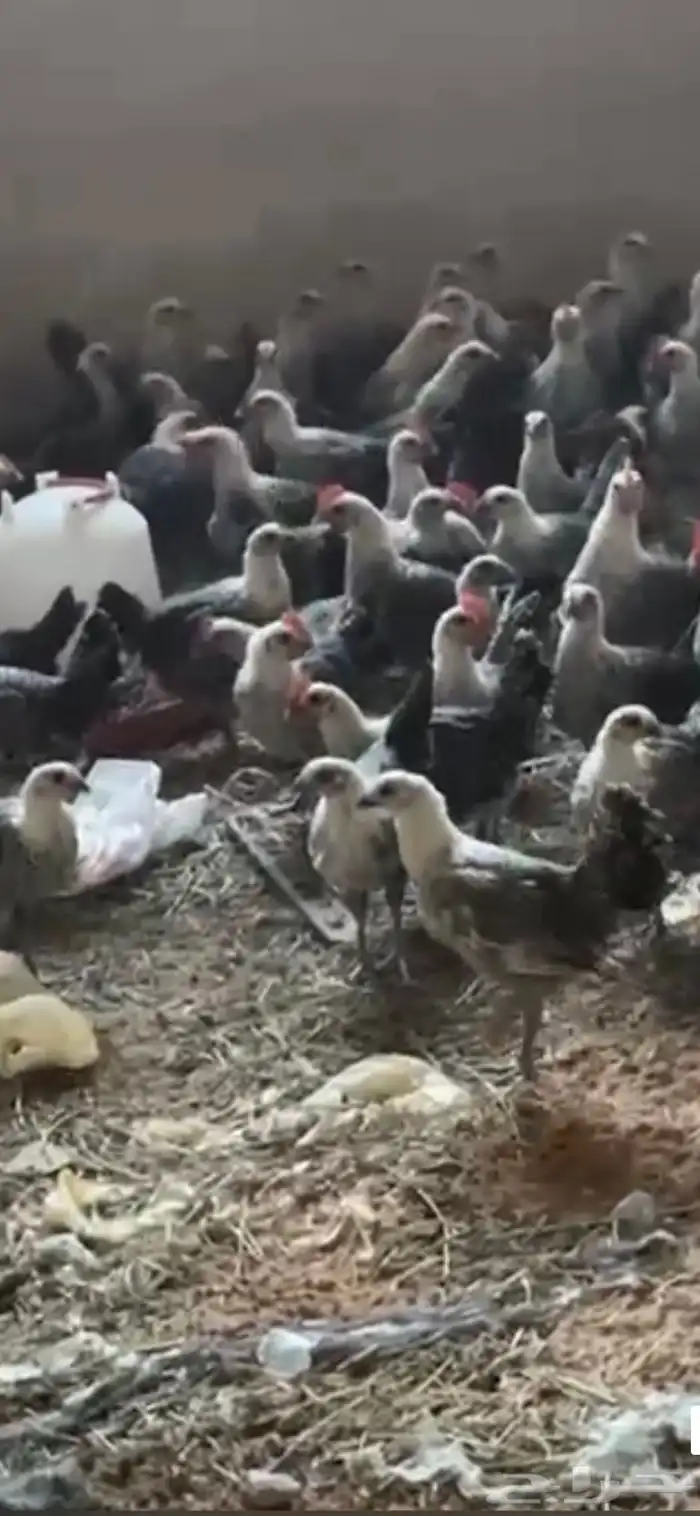 للبيع عمر 3 شهور 1