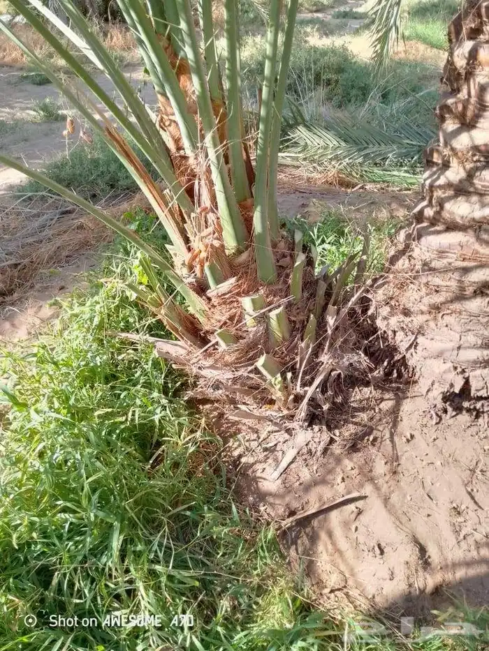 نخل للبيع المزاحمية الجله تبراك الرين القويعية 7