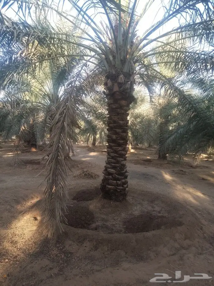 جثايث نخل سكري طيبة الطول من4مترالى 6مترعلى400 5