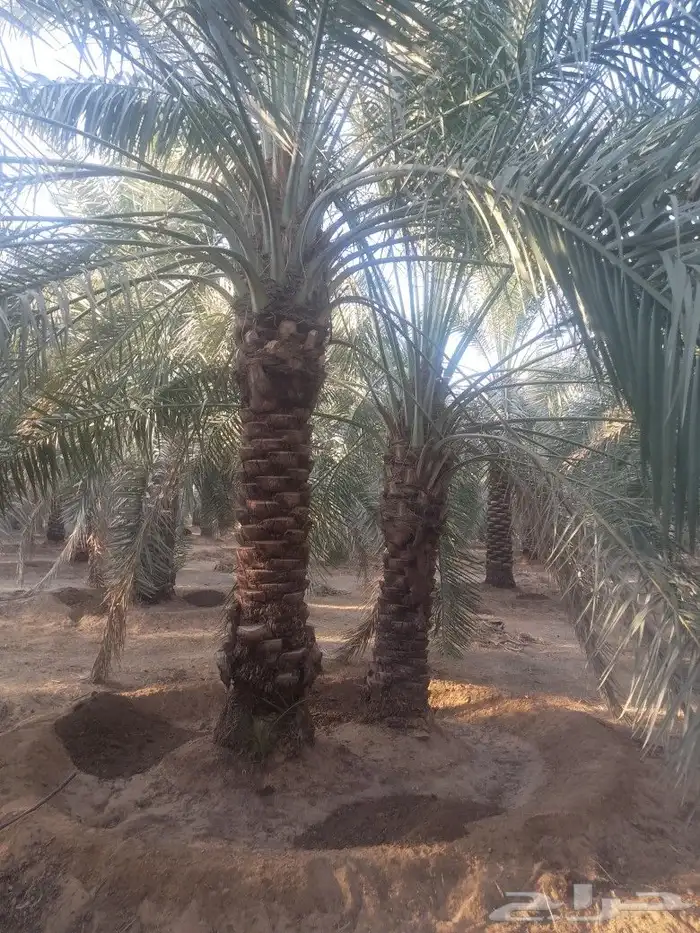 جثايث نخل سكري طيبة الطول من4مترالى 6مترعلى400 2
