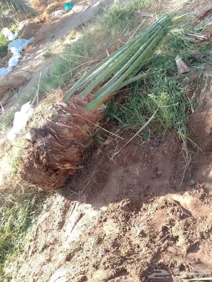 نخل للبيع المزاحمية الجله تبراك الرين القويعية 6