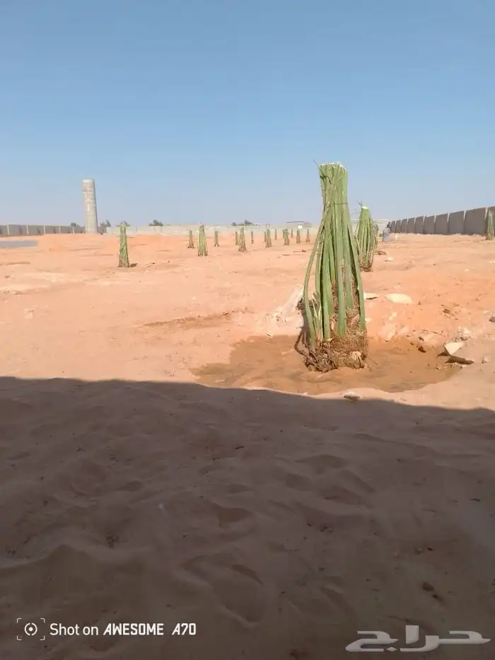 نخل للبيع المزاحمية الجله تبراك الرين القويعية 2