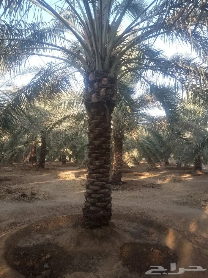 جثايث نخل سكري طيبة الطول من4مترالى 6مترعلى400 4