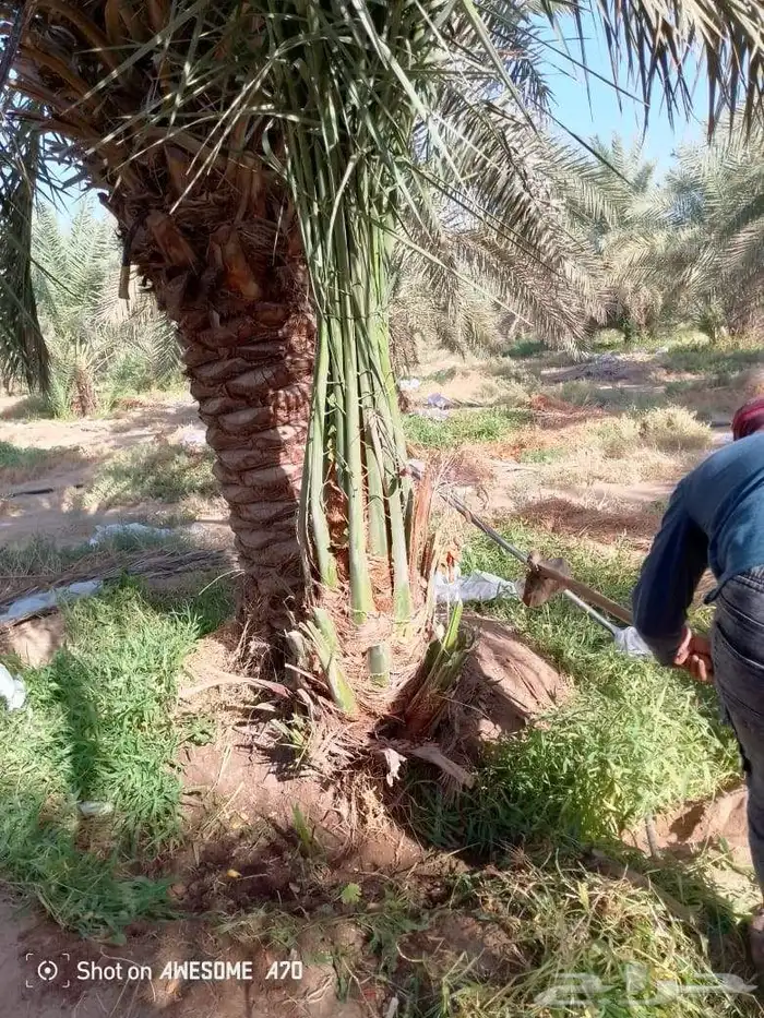 نخل للبيع المزاحمية الجله تبراك الرين القويعية 4