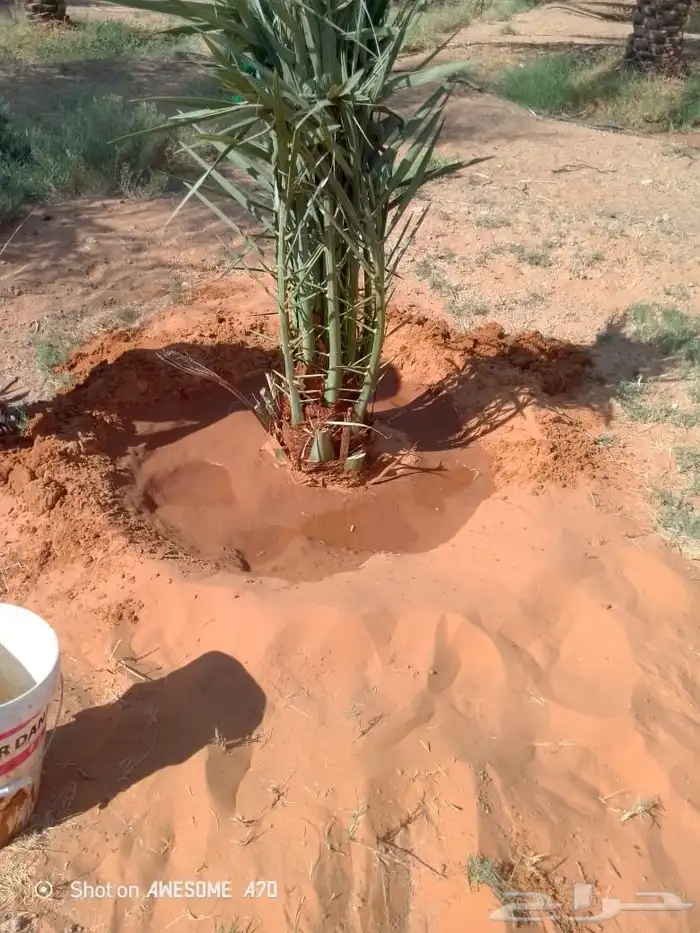 نخل للبيع المزاحمية الجله تبراك الرين القويعية 0