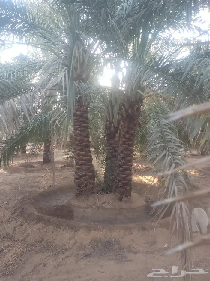 جثايث نخل سكري طيبة الطول من4مترالى 6مترعلى400 1