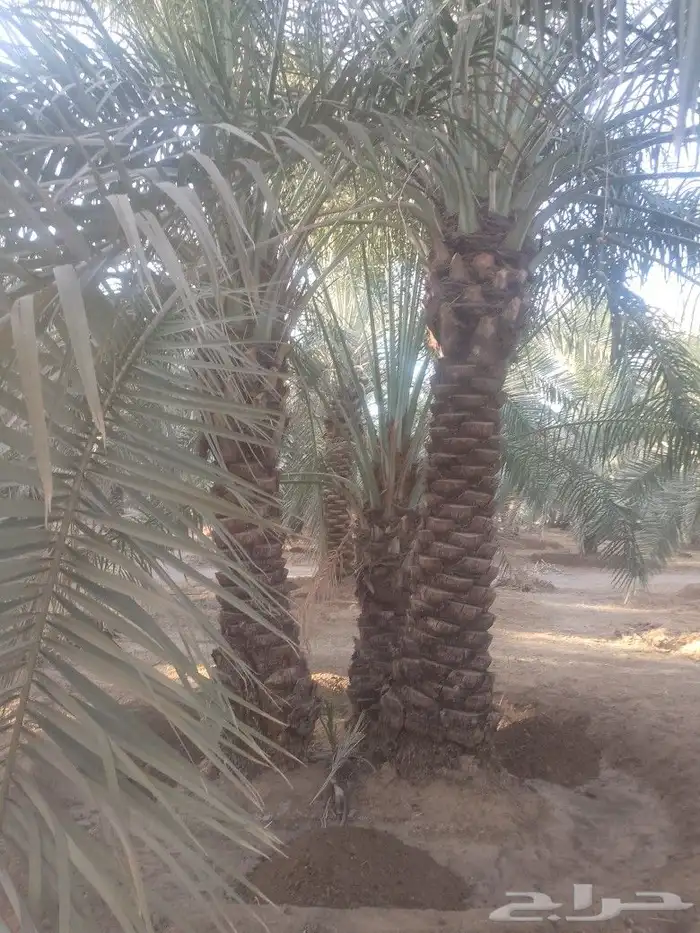 جثايث نخل سكري طيبة الطول من4مترالى 6مترعلى400 0