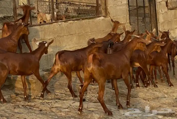 معزا دهم صنف ماشاء الله 1