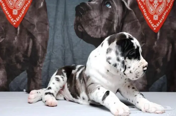 جراء جريت دان استيراد روسيا بالطلب 1