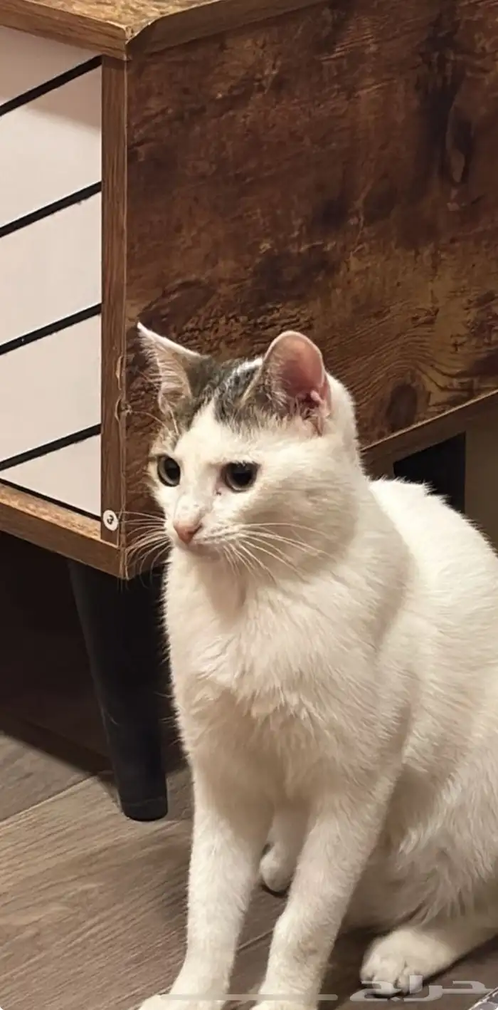 قطه انثى لتبني 0