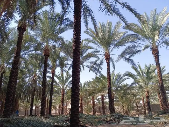 نخل للبيع 12