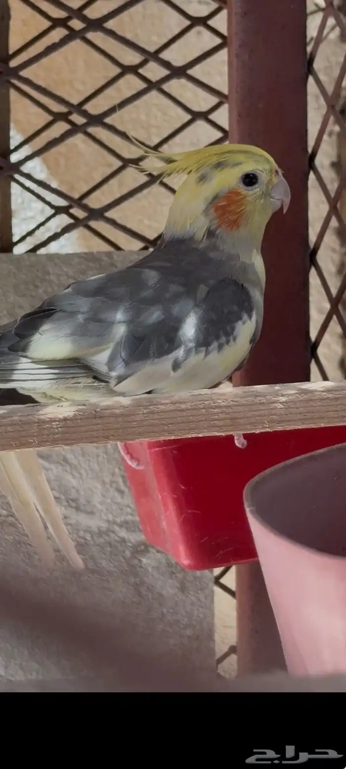 ذكر كروان للبيع ( بالليث ) 0