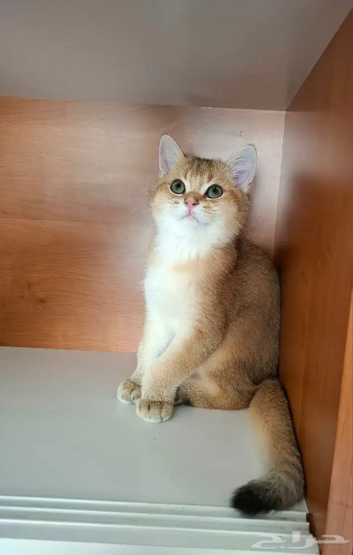 قط سكوتش ستريت للبيع 0