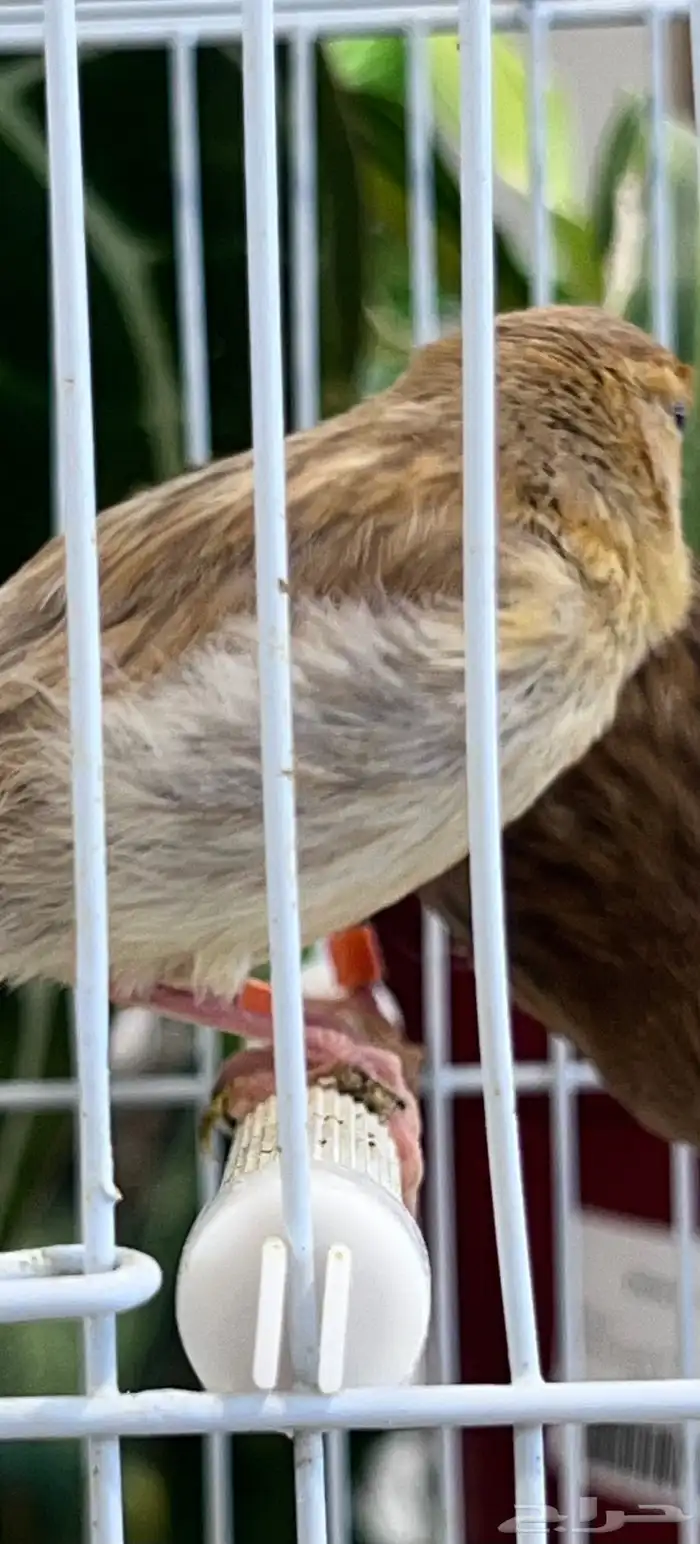 4 فروخ كناري ( تم البيع ) 11