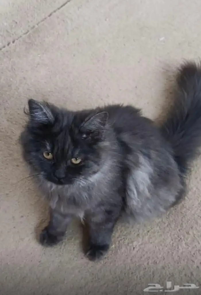 قطه لبيع عمره تقريبن 6 اشهر او 7 انثه انضيفه 1
