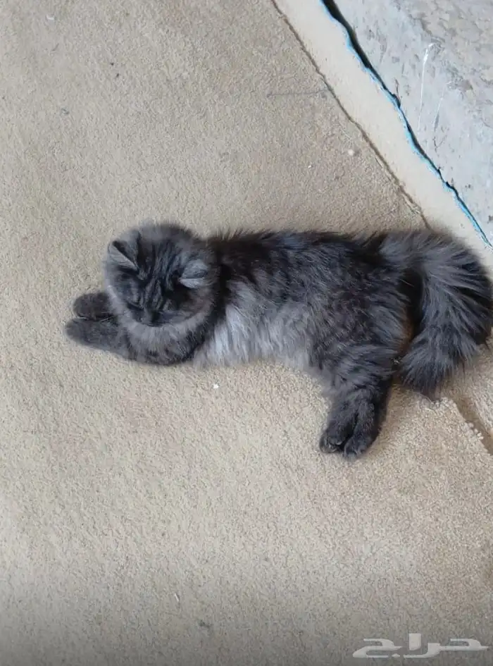قطه لبيع عمره تقريبن 6 اشهر او 7 انثه انضيفه 0