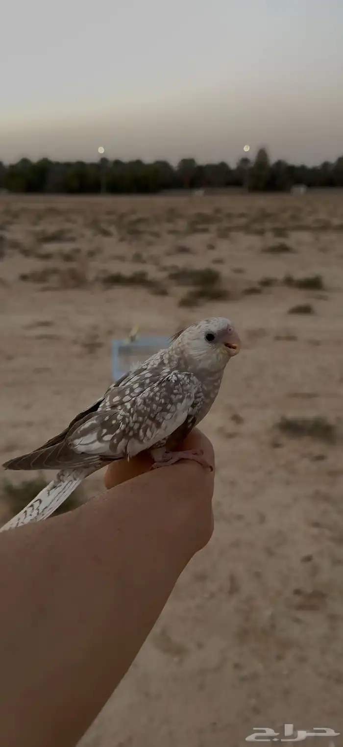 فرخ كروان وايت فيس بيرل 0