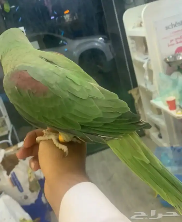 للبيع ببغاء دره نيبالي اليف 1