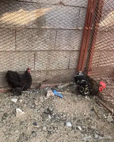 دجاج كوشن index