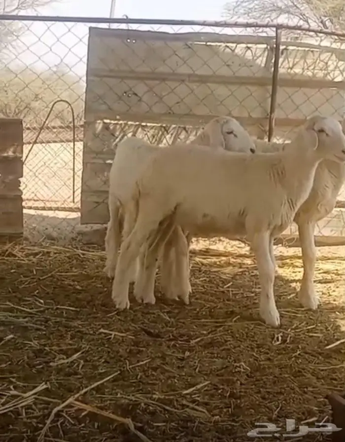 طلي ورخل للبيع 4