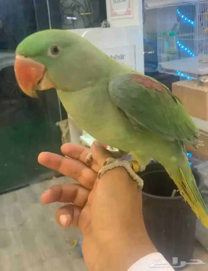 للبيع ببغاء دره نيبالي اليف 4