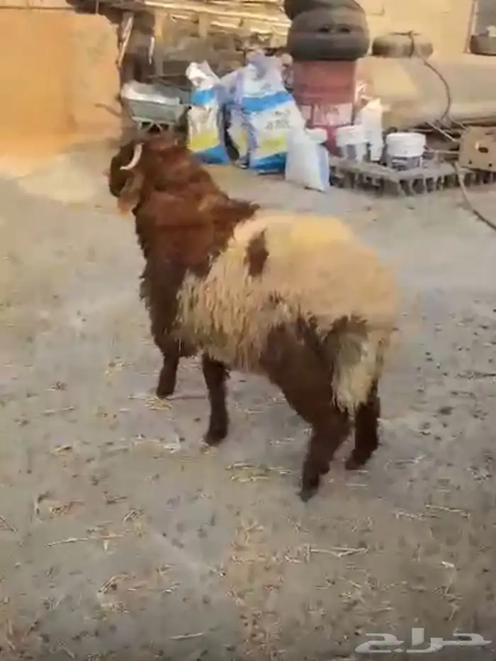 خروف نعيمي جذع للبيع 0