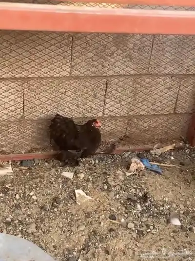 دجاج كوشن index