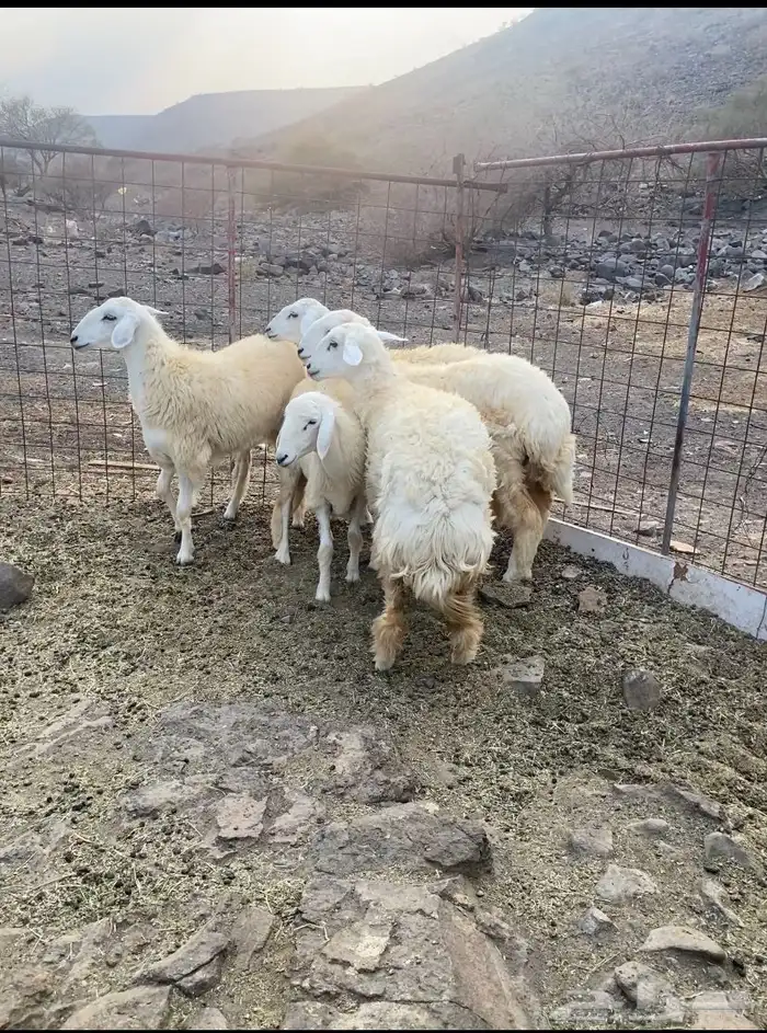 للبيع رخال مقاني 5 0