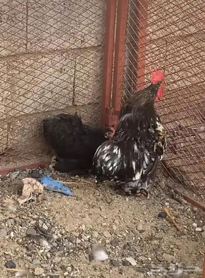 دجاج كوشن index