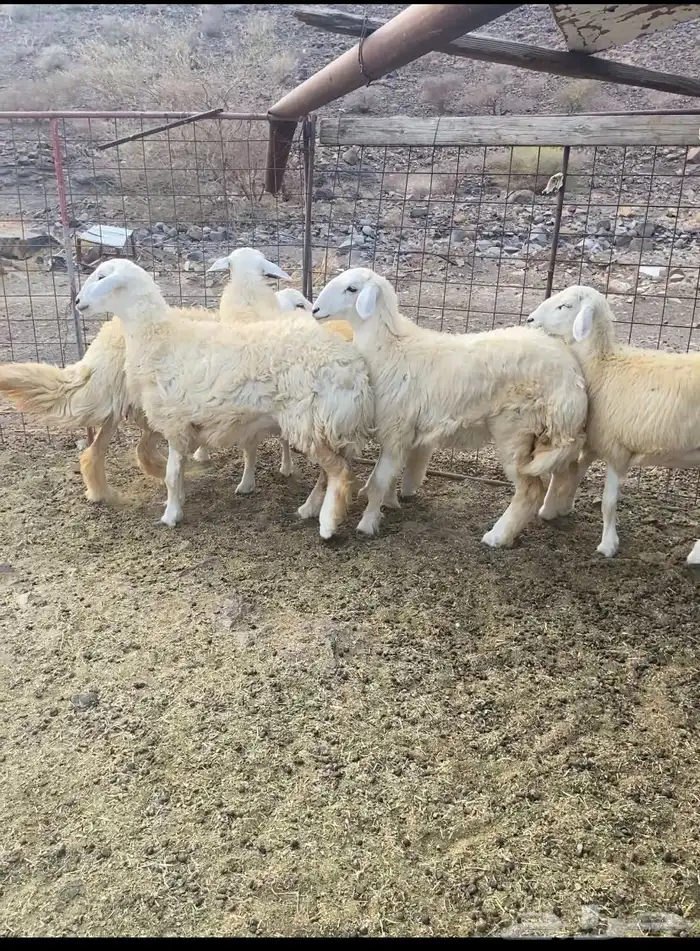 للبيع رخال مقاني 5 1