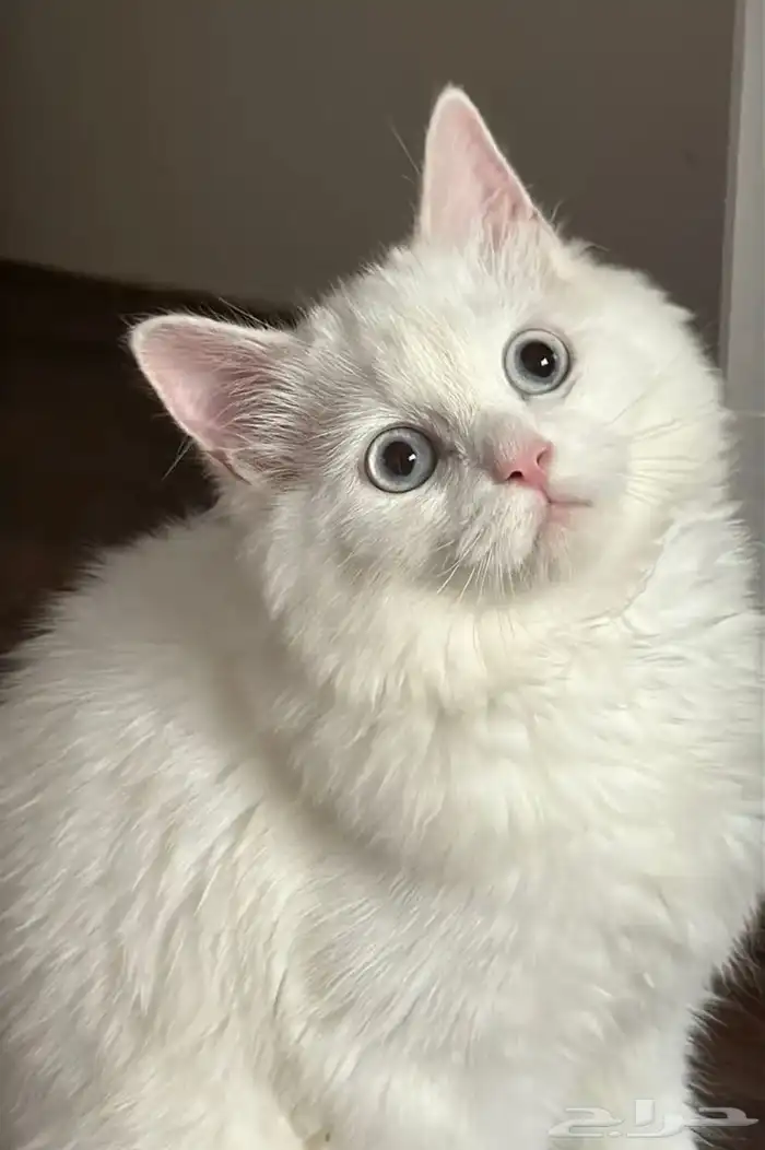 قطط مثل الأرانب 0