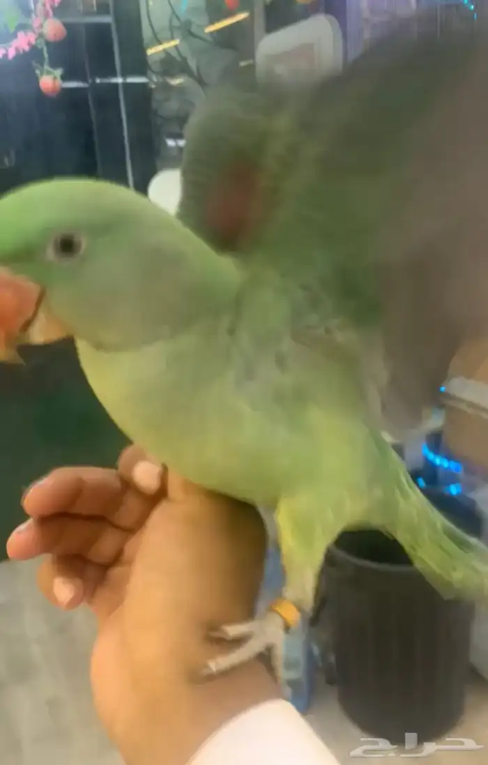 للبيع ببغاء دره نيبالي اليف 2