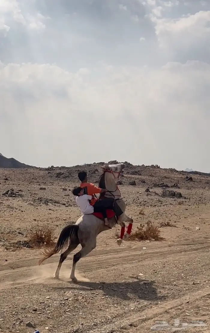 خيل شعبي شيخ 3