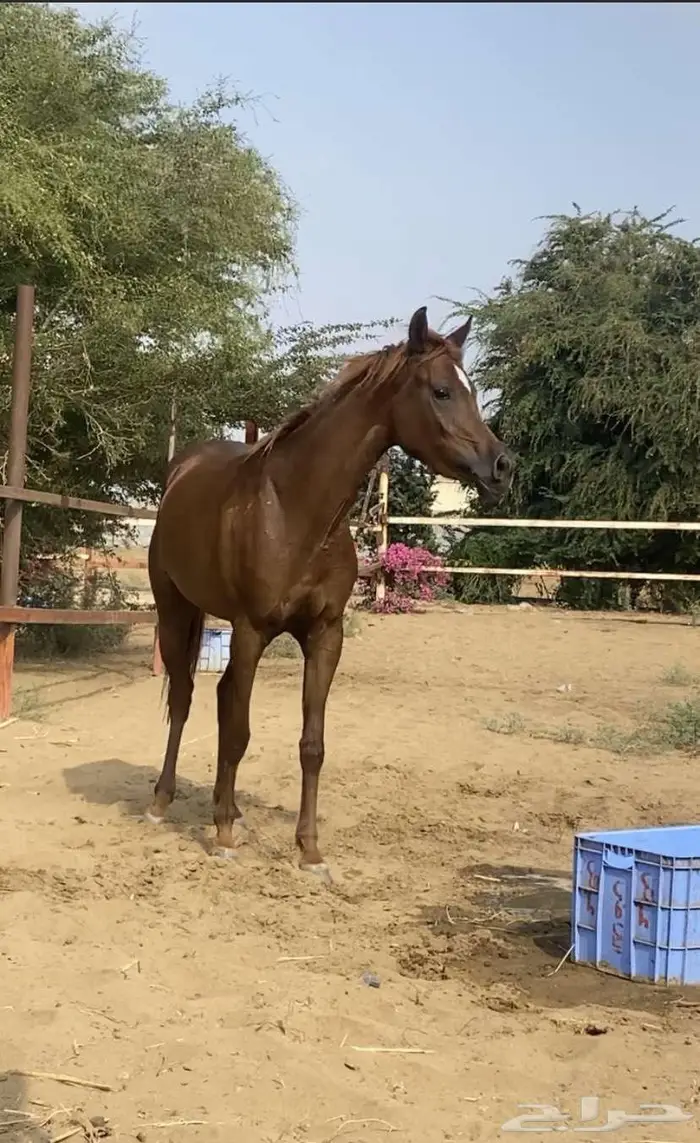 للبيع فرس شعبيه شيخه 0