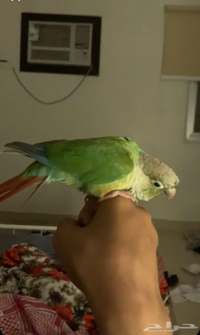 ببغاء كنيور اليف 3