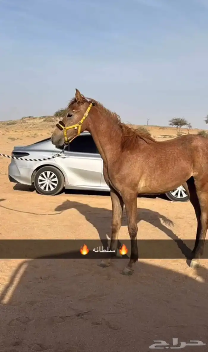 مهره كفو شعبيه  العمر 12 شهر  السلامه شرط   الحد 4000 1