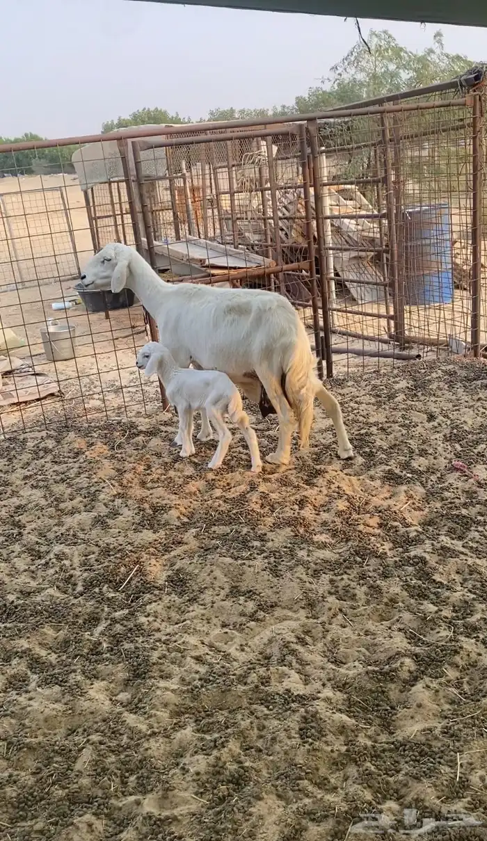 للبيع رغوث حريه 1