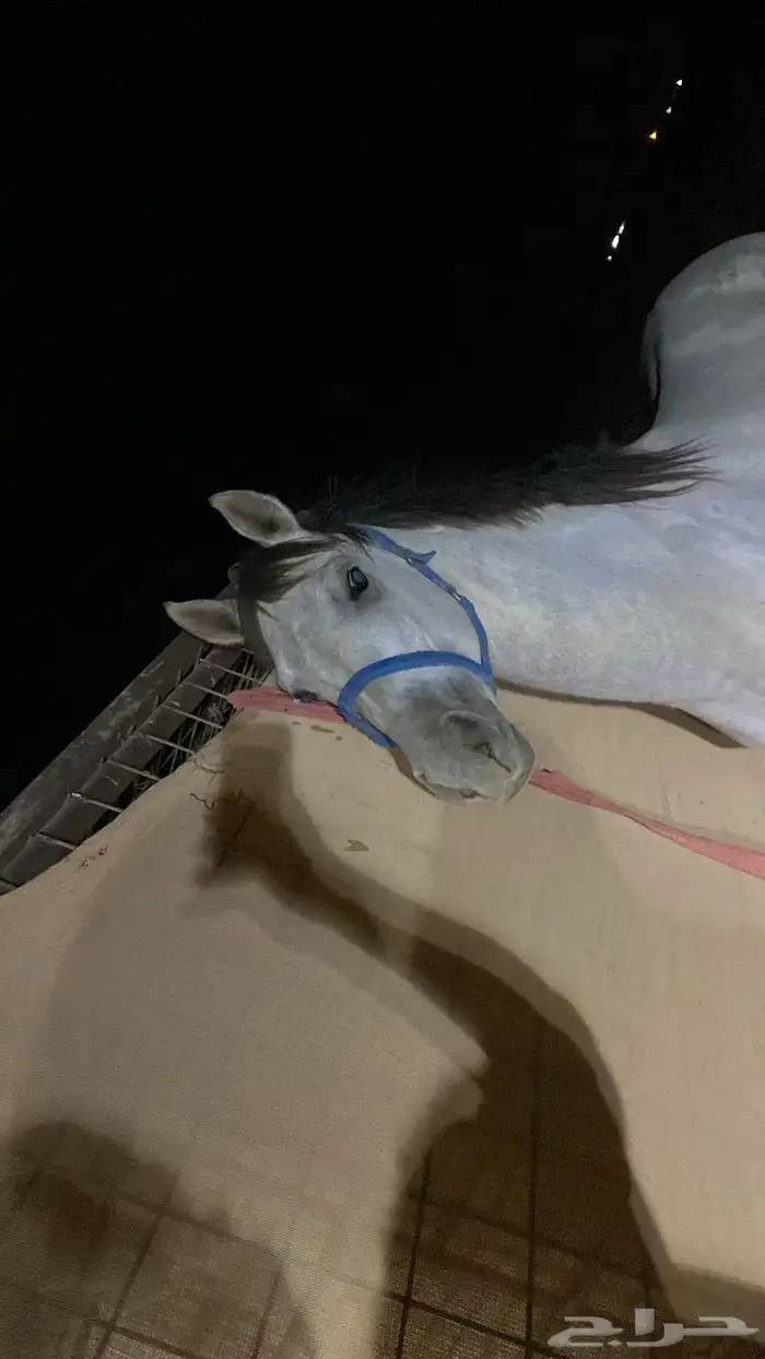 خيل شعبي شيخ 2