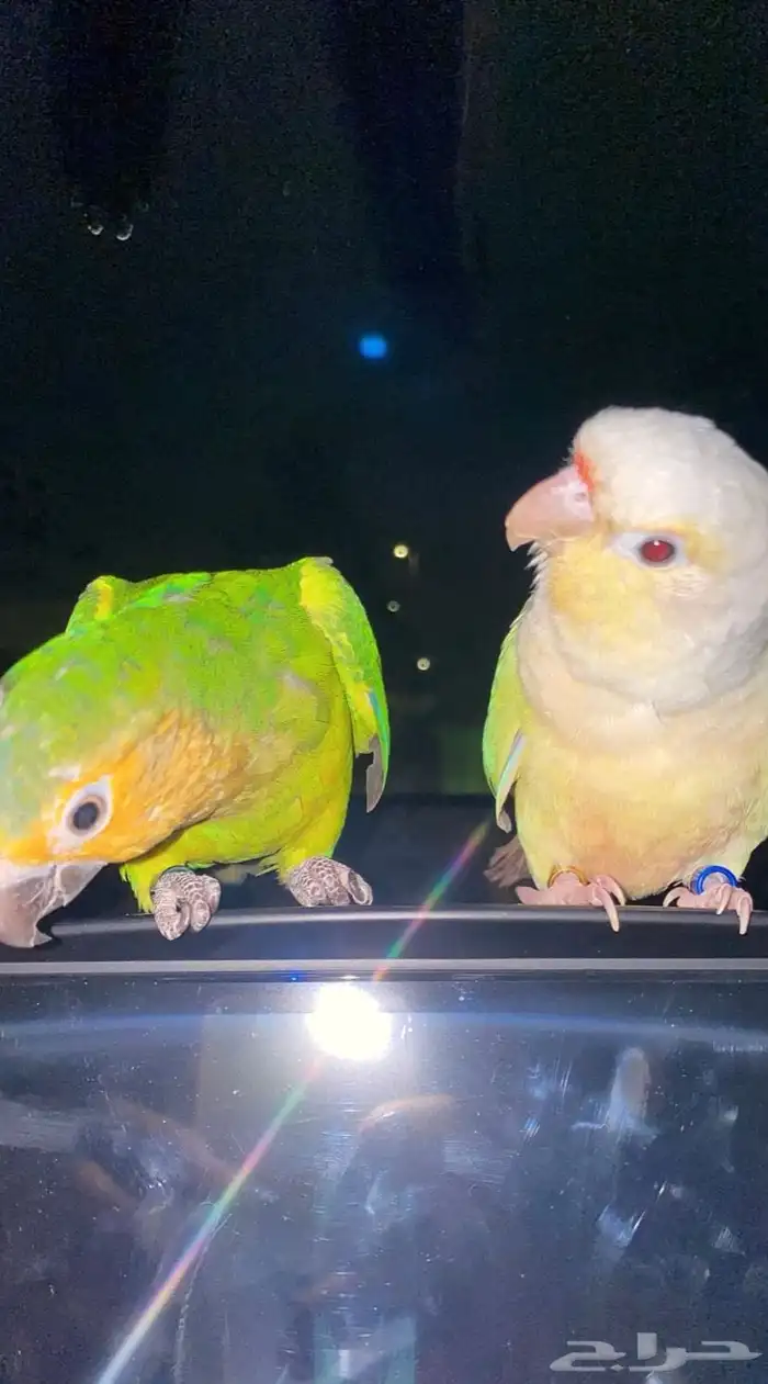 اتبنى جميع انواع الطيور والفروخ سليمه او مريضه 2